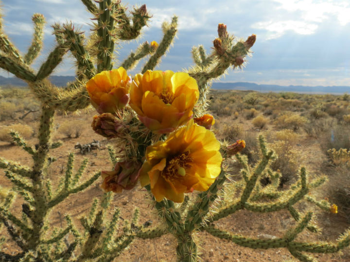 Cacti